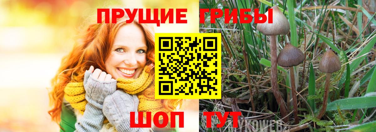 Псилоцибиновые грибы Magic Shrooms  цена наркотик  Бахчисарай  Вход с VPN  Псилоцибиновые грибы MAGIC MUSHROOMS 